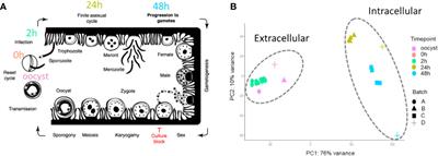 Analysis of Long Non-Coding RNA in Cryptosporidium parvum Reveals Significant Stage-Specific Antisense Transcription